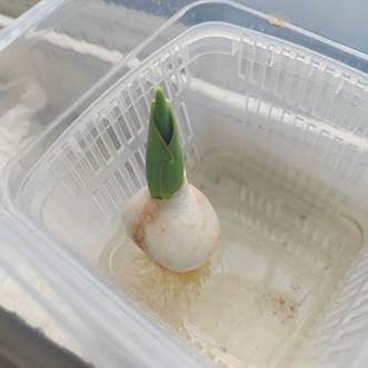 塑料盒里的食物 AI 生成的内容可能不正确。