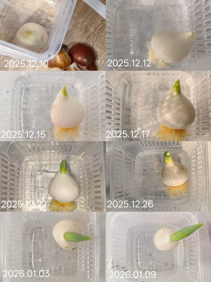 图片包含 室内, 食物, 照片, 充满 AI 生成的内容可能不正确。