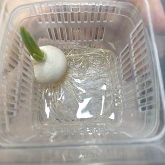 图片包含 篮子, 塑料, 容器, 清晰 AI 生成的内容可能不正确。