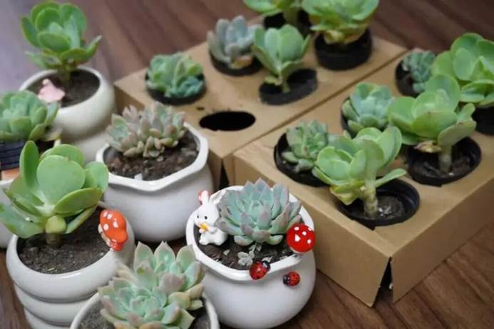 桌子上放着一盆植物 AI 生成的内容可能不正确。