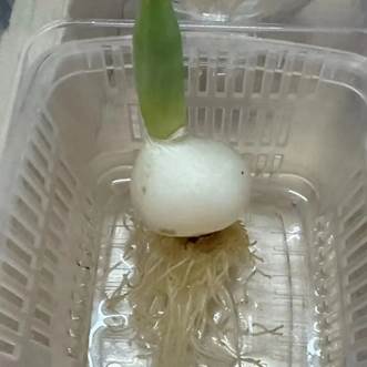 图片包含 搅拌机, 室内, 塑料, 容器 AI 生成的内容可能不正确。